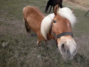 Ungulate Animal Photography Prints: A pony is looking in the camera