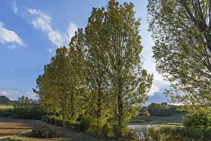 Autumn Mood Nature Scene Prints: Poplars (Populus) in the evening light