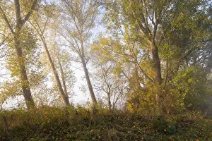 Deciduous Trees Europe Prints: Poplars (Populus), Thuringia, Germany