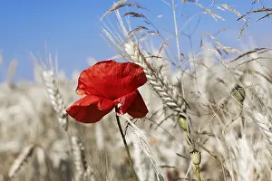 Cornfield Landscape Prints: Poppy in the corn