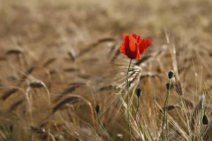 Corn Poppy Blossom Prints: A poppy in a cornfield