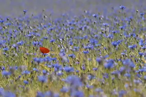Blue Poppy Flower Prints: Poppy in cornfiled