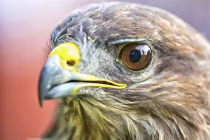 Blurred Background Images Prints: Portrait of an eagle with blurred background