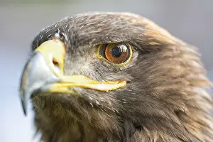 Wild Animal Head Shot Prints: Portrait of an eagle with blurred background