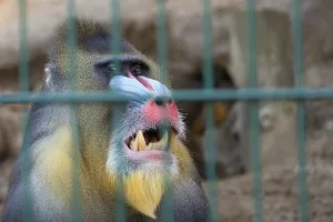 Prints of Portrait of a mandrill monkey in captivity Mandrill Prints: Mandrill Monkey Print in Captivity