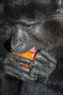 Old World Monkey Prints: Portrait of a monkey