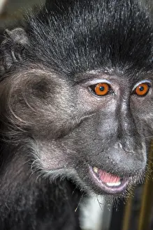 Old World Monkey Prints: Portrait of a monkey