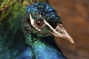 Framed Print : Peacock Portrait Print Framed Print : Peacock Portrait Print