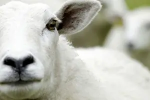 Sheep Portrait Prints: Portrait of a Sheep