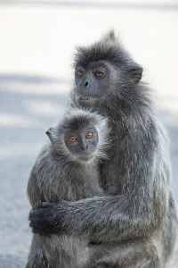 Prints of Portrait of Tufted gray langur Semnopithecus priam, Madras gray and Coromandel sacred langur. grey funny shaggy monkey living free in natural habitat. Mother and cub Tufted Gray Langur Prints: Portrait of Tufted Gray Langur Print in Natural Habitat
