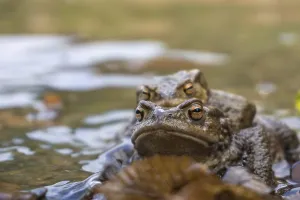 Batrachian Reproduction Prints: 2 common toads in mating, 2 common toads mating