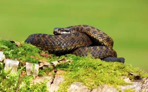 Venomous Snakes Prints: Adder, Adder (Vipera berus), Other animals