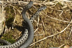 Reptile Fauna Europe Prints: Adder (Vipera berus)