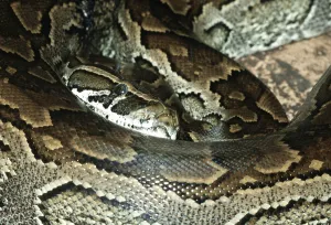 Constrictor Snake Species Prints: African african rock python (Python sebae)