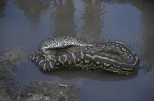 African Rock Python Prints: African Rock Python (Python sabae)