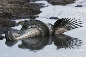 African Rock Python Prints: African Rock Python (Python sebae) constricting White Pelican