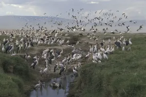 African Rock Python Prints: African Rock Python (Python sebae) swallowing Pelican