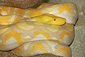Albino Python Prints: ALBINO RETICULATION PYTHON python reticulatus