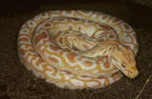 Albino Python Prints: Albino tiger python (Python molurus)
