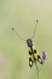 Southeast Europe Insects Prints: Ascalaphid Owlfly (Libelloides macaronius)