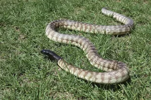 Australian Desert Animals Prints: Australian black headed python