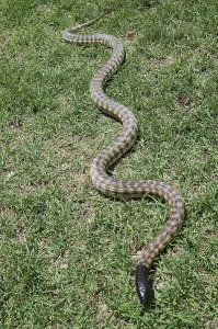 Australian Wildlife Reptiles Prints: Australian black headed python