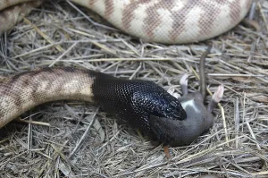 Australian Wildlife Reptiles Prints: Australian black headed python