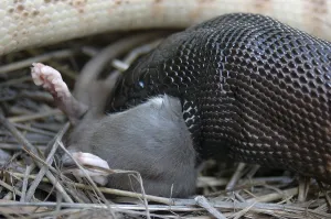 Australian Black Headed Python Print: Feeding on a Black Rat