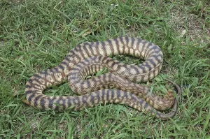 Australian Black Headed Python Print
