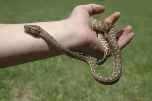 Reptile Wildlife Images Prints: Australian Central Carpet Python