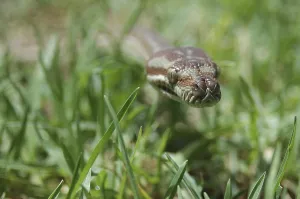 Australian Reptile Images Prints: Australian Central Carpet Python