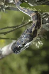 Wildlife Reptile Images Prints: Australian Central Carpet Python