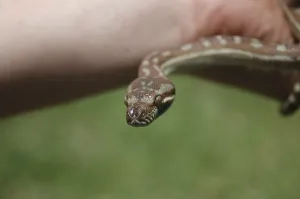 Scaled Reptile Pictures Prints: Australian Central Carpet Python