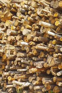 Deserted Woodpile Prints: Background Stack of tree trunks