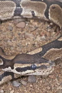 Python Regius Prints: Ball (Royal) python (Python regius)