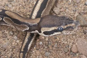 Constrictor Snake Prints: Ball (Royal) python (Python regius)
