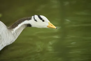 Wild Animal Head Shot Germany Prints: Bar-headed goose (Anser indicus)