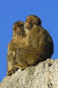 Old World Primates Prints: Barbary macaques (Macaca sylvanus)