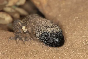 Mexican Wildlife Prints: BEADED LIZARD (heloderma horridum)