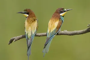 Wild Animal Alertness Prints: Bee-eater, / (Merops apiaster)
