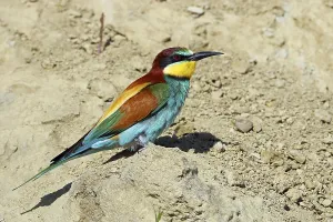 Fauna In Nature Prints: Bee-eater, Merops apiaster
