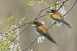 Merops Apiaster Images Prints: Bee-eater (Merops apiaster)