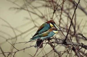 Merops Apiaster Species Prints: Bee-eater (Merops apiaster)