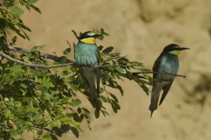 Animal Fauna Europe Prints: Bee-eater (Merops apiaster)