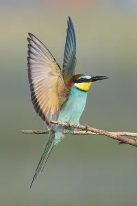 Deserted Rocky Cliffs Prints: Bee-eater (Merops apiaster)