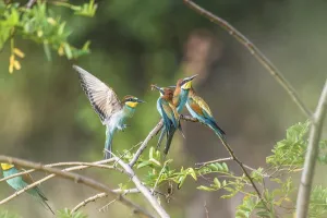 Colorful Birds Prints: Bee-eater (Merops apiaster)