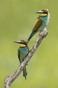 Merops Apiaster Images Prints: Bee-eater (Merops apiaster)