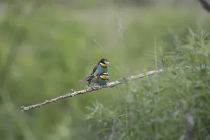 Merops Apiaster Habitat Prints: Bee-eater (Merops apiaster)
