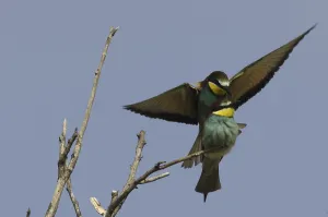 European Bee Eater Pair Prints: Bee-eater (Merops apiaster)