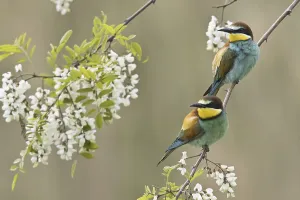 Merops Apiaster Images Prints: Bee-eater (Merops apiaster)
